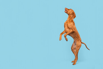 Fit and healthy male vizsla dog jumping in the air. Dog jumping studio shot isolated over pastel...