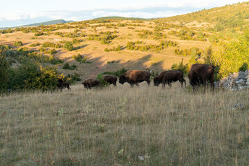 Fototapeta na wymiar Bison-Herde