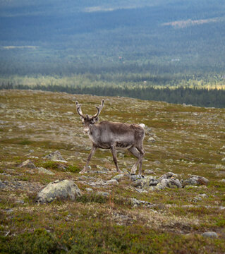 rendeer