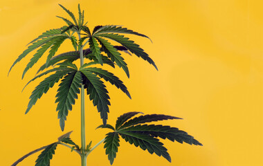 Young cannabis plant isolated on a yellow background. Selective focus.