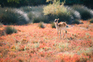 Cobe lechwe ou nidicole quémandeur entouré de plante rouge