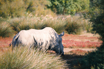 Rhinocéros s'éloignant de l'objectif.
