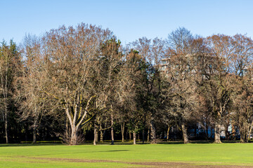 Obraz premium green park area with trees summer time