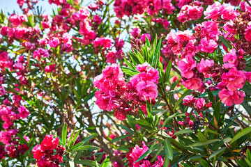 Beautiful oleander flowers image