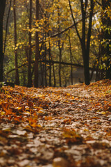 autumn in the forest