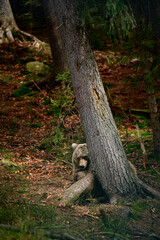 Great forest bear hunter on a walk, hunting and searching for food.