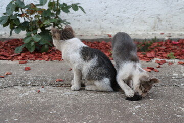 Two little gray-and-white cats are playing in the yard.