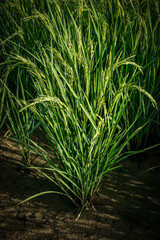 Rice plant