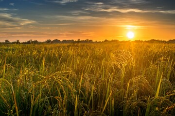 Fototapeta premium Rice sunrise