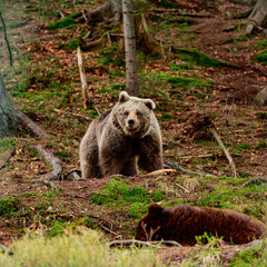 Fototapeta premium A brown bear in the mountains holds a stick in its paws, active recreation of animals in the forest, a large and formidable mammal.