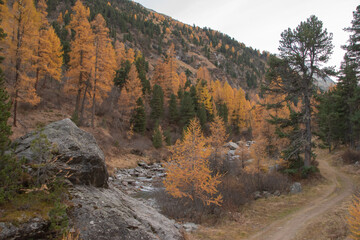 Colors of the autumn in St. Moritz.