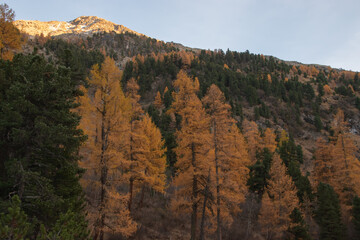 Colors of the autumn in St. Moritz.