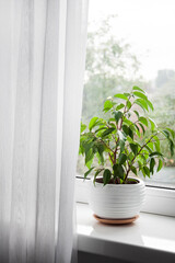 Potted Ficus benjamina plant on the windowsill in the room