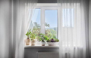 Window with white tulle and potted plants on windowsill