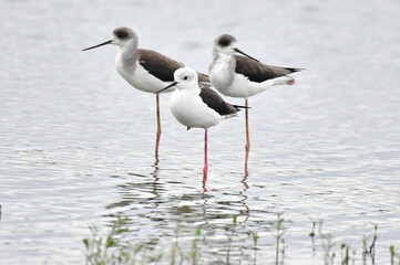 Black-winged Stilt (Himantopus himantopus) in a group standing in water