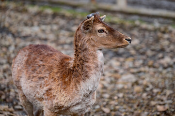 Little deer eat hay, a group of deer at the zoo.