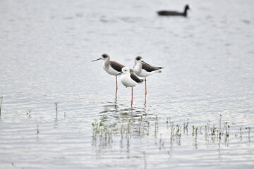 Black-winged Stilt (Himantopus himantopus) in a group standing in water