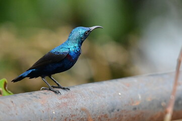 Purple Sunbird in different moods
