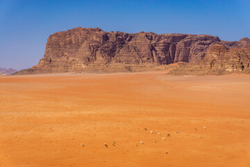 Fototapeta na wymiar Camels and Red Sand Desert