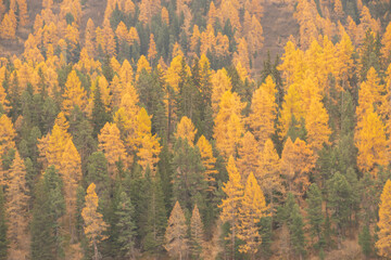 Colors of the autumn in St. Moritz.