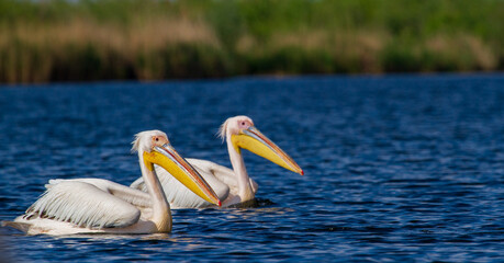 Pelicans in the Danube Delta, Romania
