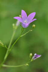 Bell flower on a thin twig and green defocused background