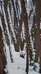Snowy trees leaning to the left side in winter