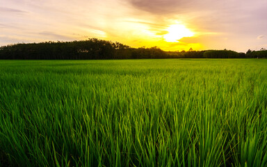 Fototapeta na wymiar Green field rural countryside, Paddy rice with green field