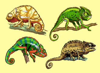 Fototapeta premium Chameleons lizard animal. Reptile in natural wildlife isolated in white background. Vector illustration