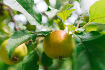Apple tree branch with red apples on a blurred background during ripening	