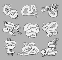 Set with beautiful different snakes. Collection reptiles, snakes,viper, boa,python,cobra coloring page, hand drawn illustration. Black and white. Wild nature. Isolated