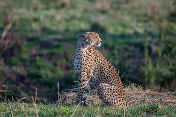 A Wild Cheetah Sitting and Looking at the Camera in the Serengeti Tanzania