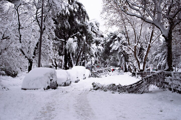 View of a city street covered in snow during heavy snowfall with fallen trees and trapped cars....