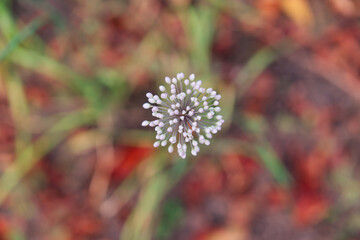 garlic flowers violet flowers on a background of earth and grass