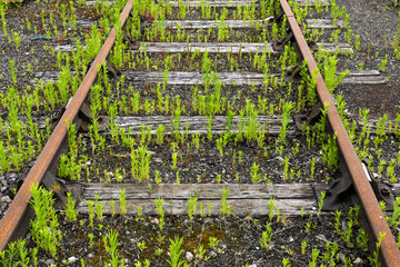 Rusty old railway tracks with weeds growing between the sleepers.