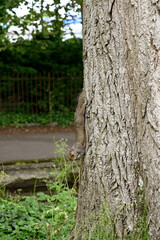 Grey squirrel running down a tree trunk. No people. Copy space.