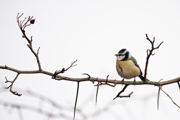 Blaumeise auf Ast im Garten, Winterzeit,Vogel auf Nahrungssuche