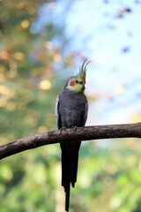 Perruche calopsitte élégante