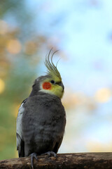 Portrait de perruche calopsitte élégante
