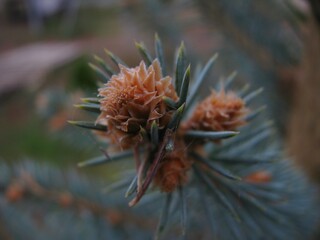 thistle in the forest