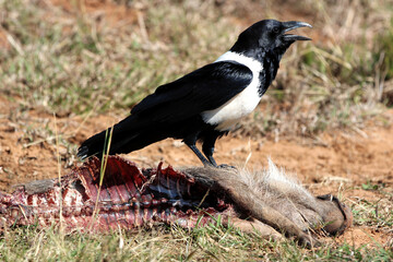 Crow sitting on dead baby warthog.