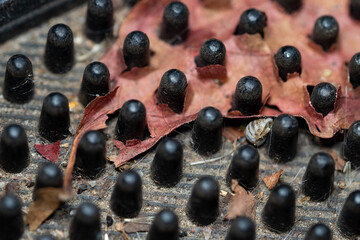 Blatt im Schuhabtreter