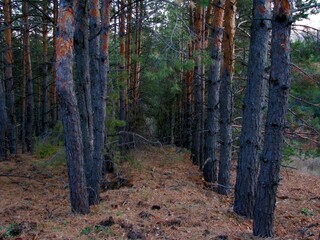 autumn in the forest