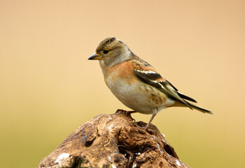 Brambling bird male ( Fringilla montifringilla )