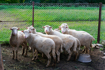 Many sheep looking at camera. Flock of farming domestic animal at countryside.