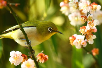 紅梅とメジロ