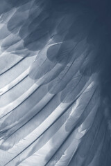 a bird wing in the detail