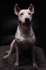 perro bull terrier inges
