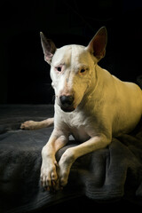 perro bull terrier inges