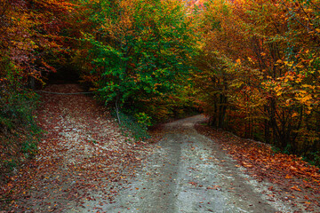 A dirt path between fallen leaves and trees in autumn